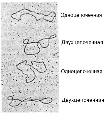 лектронные микрофотографии одно- и двухцепочечных кольцевых ДНК фага М13