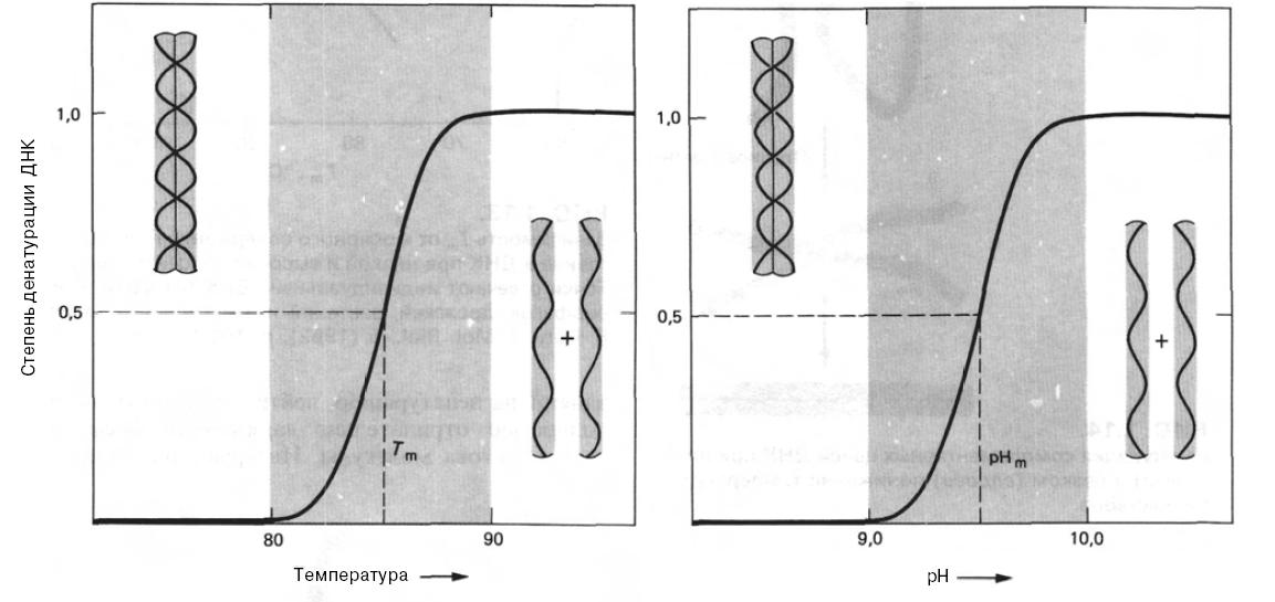 Кривые денатурации типичной двухцепочечной ДНК
