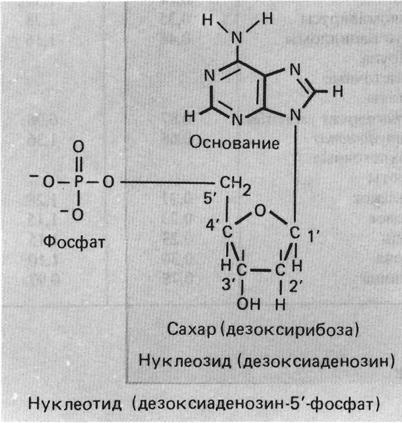 Дезоксирибонуклеотиды
